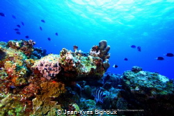 Reef ecosystem Grand Bay Mauritius 18 m by Jean-Yves Bignoux 